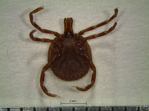 Image of Amblyomma pecarium Dunn 1933