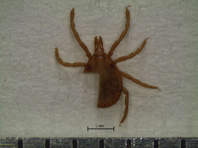 Image of Amblyomma longirostre (Koch 1844)