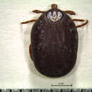 Amblyomma auricularium (Conil 1878) resmi