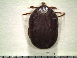 Image of Tick