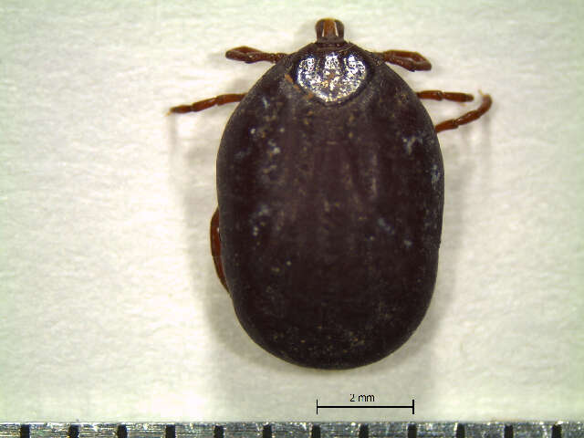 Image of Tick