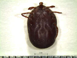 Image of Tick