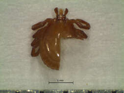 Image of Tick