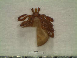 Image of Tick