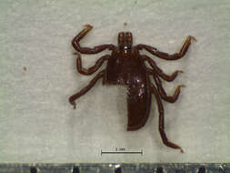 Image of Ixodes affinis Neumann 1899