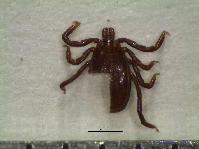 Image of Ixodes affinis Neumann 1899