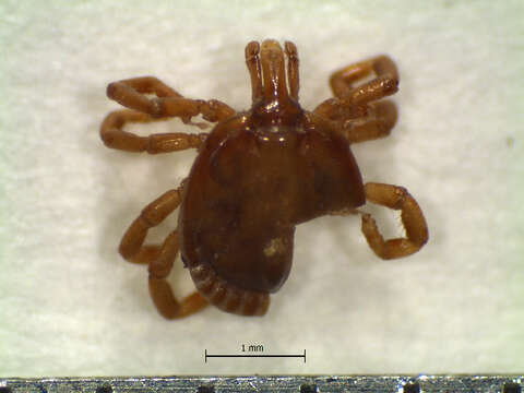 Image of Amblyomma pecarium Dunn 1933