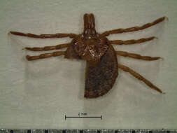 Image of Cayenne tick