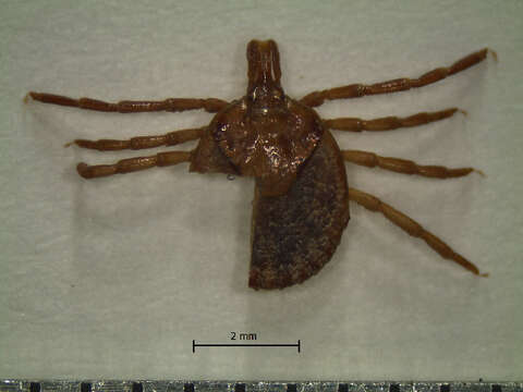 Image of Cayenne tick