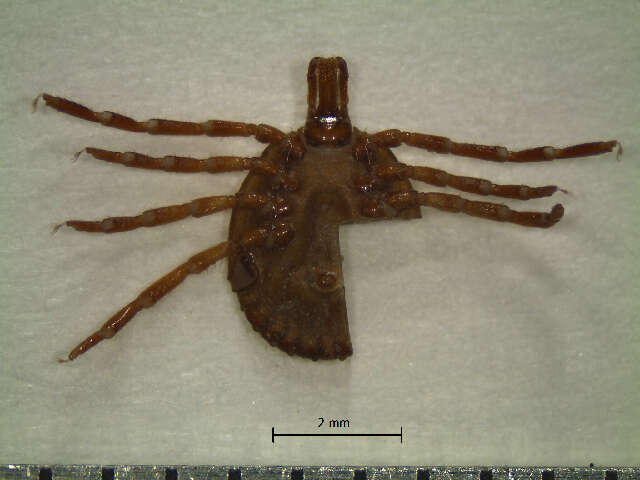 Image of Cayenne tick