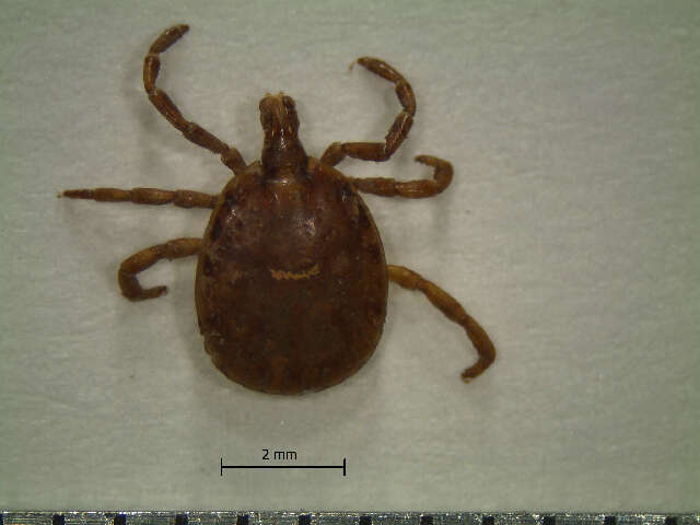 Image of Amblyomma disimile