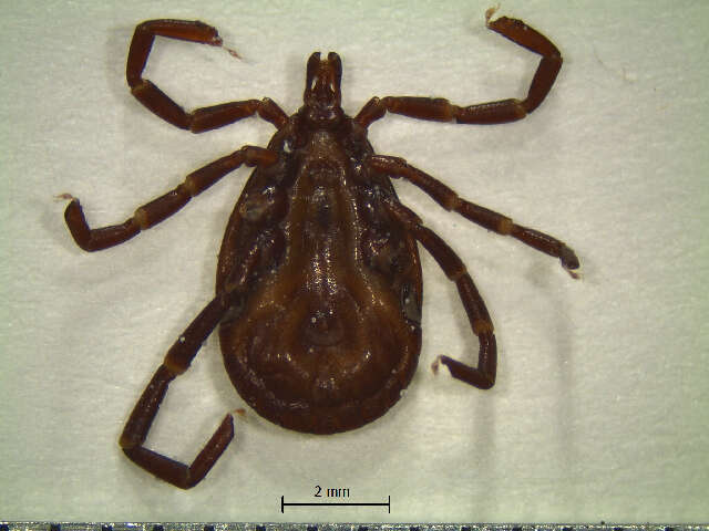 Amblyomma longirostre (Koch 1844) resmi