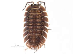 Image of Isopod