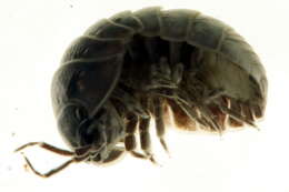 Image of Pill woodlouse