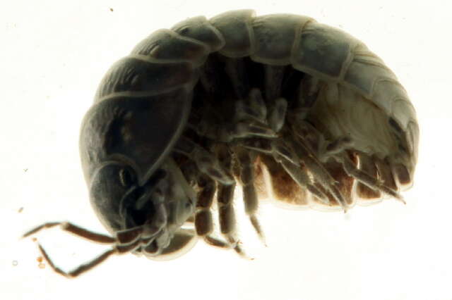 Image of Pill woodlouse