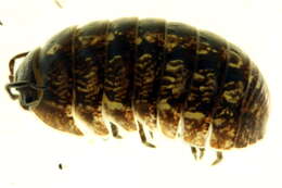 Image of Pill woodlouse