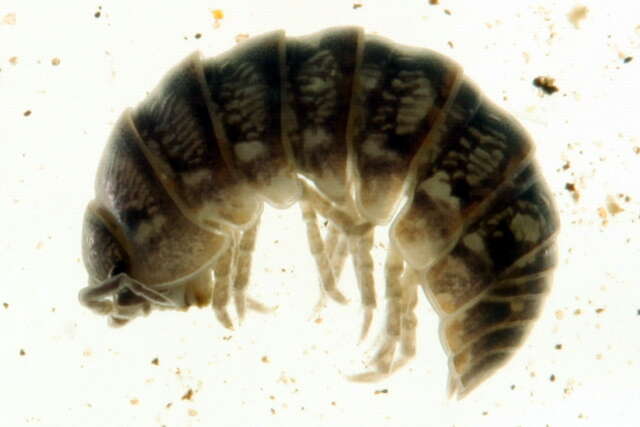 Image of Pill woodlouse