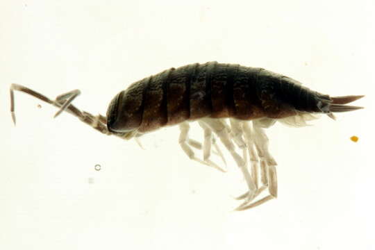 Image of Isopod