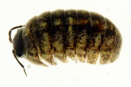 Image of Pill woodlouse