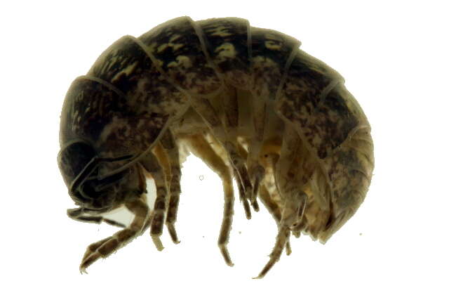 Image of Pill woodlouse