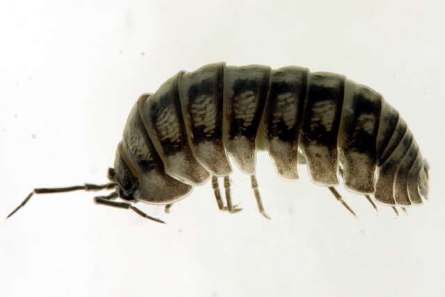 Image of Isopod