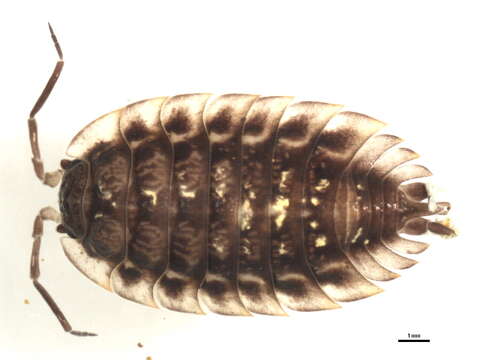 Image of Oniscus Linnaeus 1758