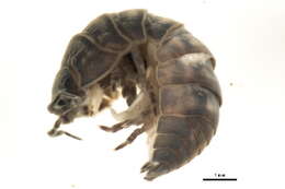 Image of pill bugs