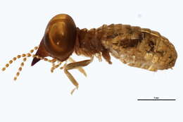 Image of Nasutitermitinae