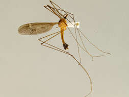 Image of Tipula (Acutipula) guizhouensis Yang, Gao & Young 2006
