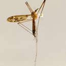Image of Tipula (Acutipula) stenoterga Alexander 1941