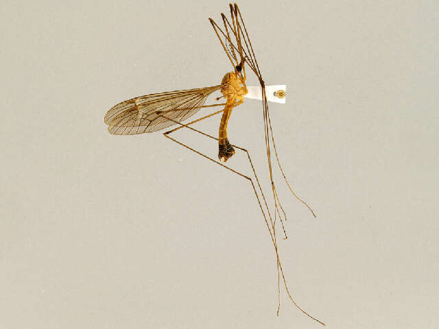 Image of Tipula (Acutipula) guizhouensis Yang, Gao & Young 2006