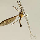 Image of Tipula (Acutipula) quadrinotata Brunetti 1912