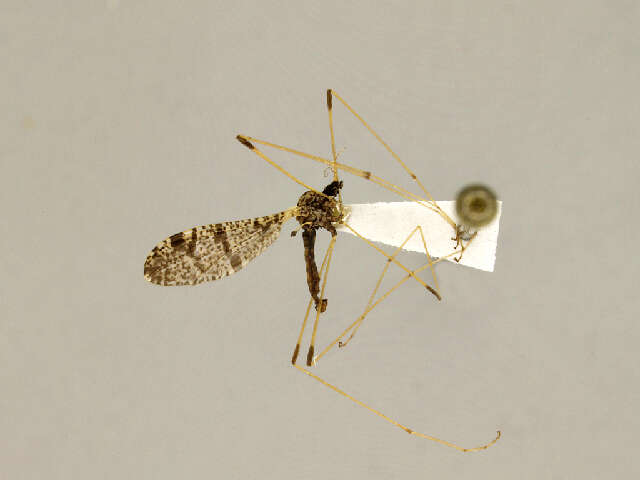 Image of Eloeophila