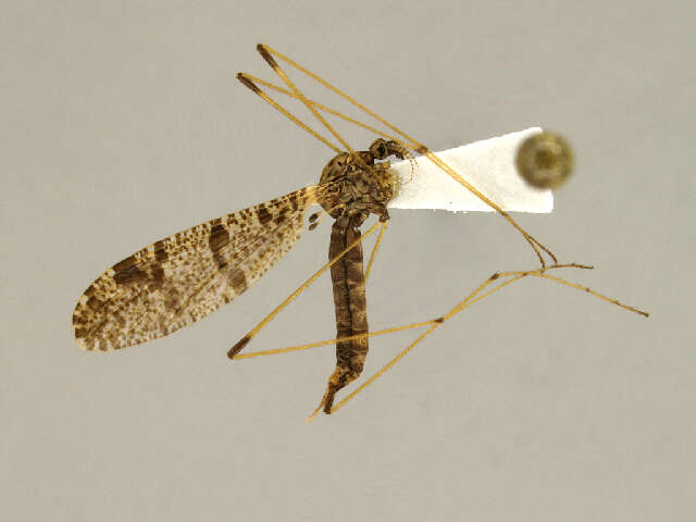 Image of Eloeophila
