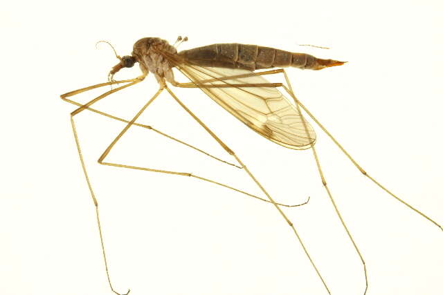 Image of Tipula (Yamatotipula) furca Walker 1848