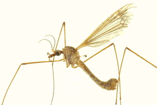 Image of large crane flies