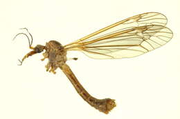 Image of large crane flies