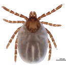 Image of Ixodes rugosus Bishopp 1911