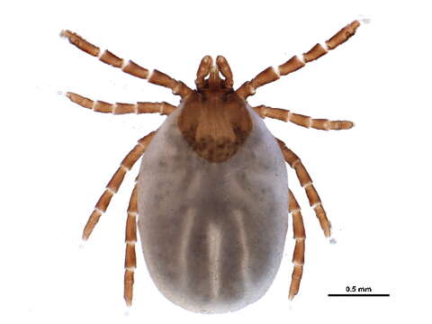 Image of Ixodes rugosus Bishopp 1911