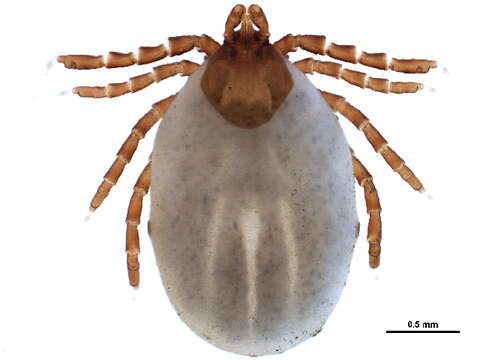 Image of Ixodes rugosus Bishopp 1911