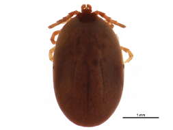 Ixodes gregsoni Lindquist, Wu & Redner 1999的圖片