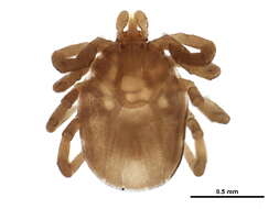 Image of Ixodes banksi Bishopp 1911