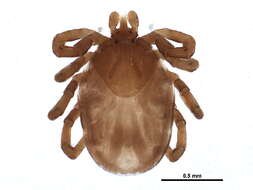 Image of Ixodes banksi Bishopp 1911