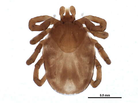 Image of Ixodes banksi Bishopp 1911