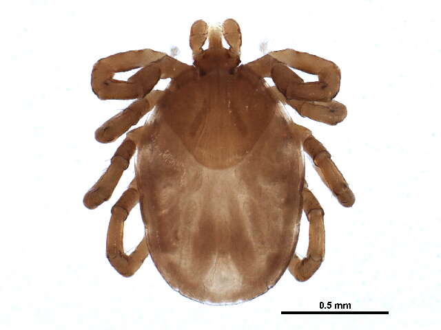 Ixodes banksi Bishopp 1911的圖片