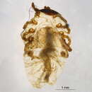 Sivun Amblyomma rotundatum Koch 1844 kuva