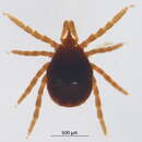Image of Ixodes spinipalpis Hadwen & Nuttall 1916