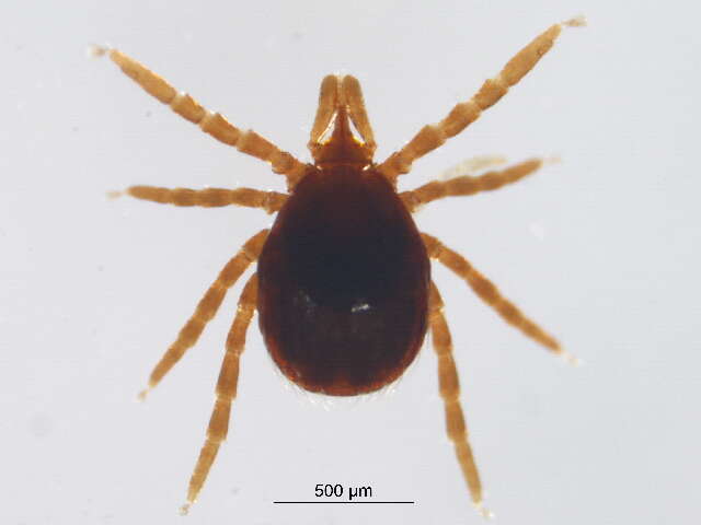 Ixodes spinipalpis Hadwen & Nuttall 1916的圖片