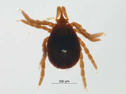 Ixodes spinipalpis Hadwen & Nuttall 1916的圖片