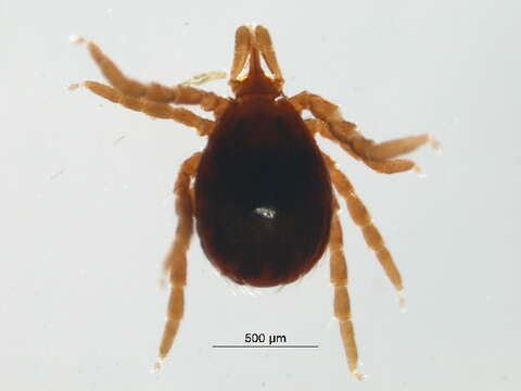 Image of Ixodes spinipalpis Hadwen & Nuttall 1916